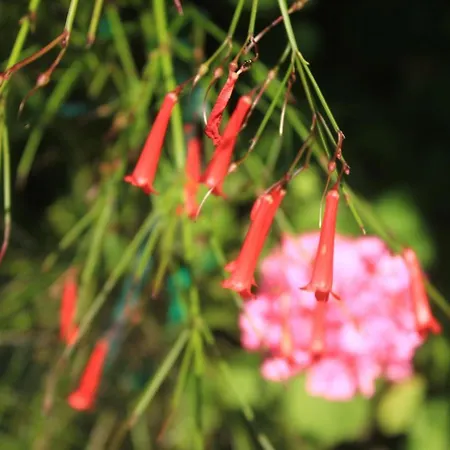 Apartments With Parking Space Orebic, Peljesac - 4516 Apartment Orebić