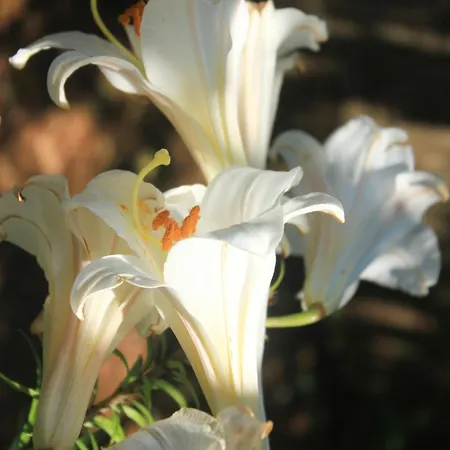 With Parking Space Orebic, Peljesac - 4516 *