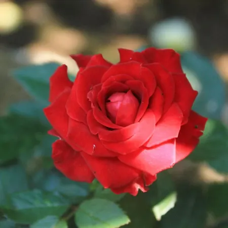 With Parking Space Orebic, Peljesac - 4516 * Orebić