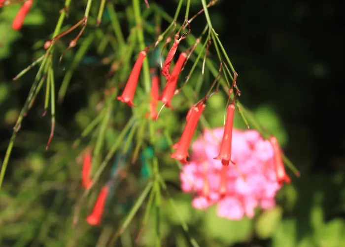 With Parking Space Orebic, Peljesac - 4516 Apartman Orebić