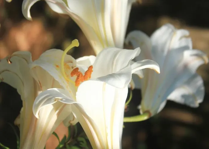 With Parking Space Orebic, Peljesac - 4516 *