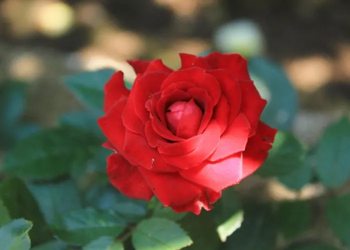 With Parking Space Orebic, Peljesac - 4516 * Orebić